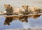 Double Lion Reflection