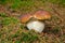 Double mushroom detail