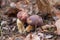 Double mushroom imleria badia commonly known as the bay bolete or boletus badius growing in pine tree forest