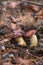 Double mushroom imleria badia commonly known as the bay bolete or boletus badius growing in pine tree forest