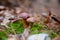 Double mushroom imleria badia commonly known as the bay bolete or boletus badius growing in pine tree forest