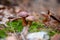 Double mushroom imleria badia commonly known as the bay bolete or boletus badius growing in pine tree forest