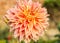 Double Orange Dahlia flower