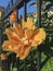 Double Orange Hibiscus Flower under sunshine.