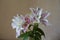 Double oriental lily with 2 pinkish white flowers