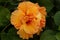 Double peach hibiscus beautiful bloom with green leaves