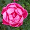 Double petal pink knockout rose