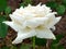 Double petal white rose