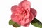 Double Pink Camellia