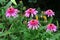 Double pink echinacea blooms in a lush summer garden