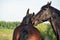 Double portrait of  breed playing stallions. close up