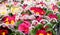 Double primrose colored paint, Latin name `Primula vulgaris`