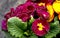 Double primrose colored paint, Latin name `Primula vulgaris`