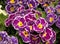 Double primrose colored paint, Latin name `Primula vulgaris`