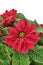 Double Red Pointsettia Portrait