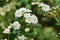 Double Reeves Spirea