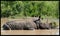 Double rhinos lounging in water South Africa