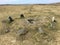 Double row of standing stones on Dartmoor, Merrivale, UK