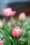 Double Ruffled Pink Tulip After the Rain