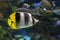 Double-saddle Butterflyfish - Chaetodon ulietensis,tropical coral fish