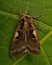 A double square spot moth Xestia c-nigrum