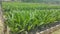 Double Stage Oil Palm Nursery