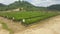 Double Stage Oil Palm Nursery