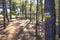 Double stripe sign painted on tree to signal a trail for trekking or rural biking on a forest in Spain