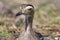 Double-striped Thick-knee  841111