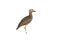 Double-striped thick-knee, Burhinus bistriatus