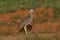 Double-striped thick-knee, Burhinus bistriatus