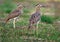 Double-striped Thick-knee - Burhinus bistriatus is stone-curlew family Burhinidae, resident breeder in Central and South America