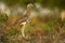 Double-striped Thick-knee - Burhinus bistriatus is stone-curlew family Burhinidae, resident breeder in Central and South America,