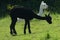 Double take! A pair of charming Alpacas newly shorn.