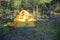 Double tent in a pine forest, yellow tourist tent