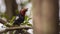 Double-toothed Barbet on Tree