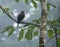 Double-toothed Kite in Panama