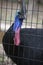 Double-Wattled Cassowary Looking through a Wire Pen