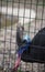 Double-Wattled Cassowary Looking through a Wire Pen