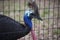 Double-Wattled Cassowary Looking through a Wire Pen