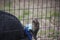 Double-Wattled Cassowary Looking through a Wire Pen