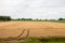 Double wheel tracks in a golden ripening wheat field