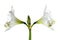 Double white amaryllis bloom Hippeastrum, symmetrical closeup