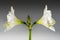 Double white amaryllis flower Hippeastrum blooming symmetrical