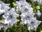 Double white balloon flowers in a garden