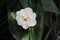 Double white daffodil spring bloom flower pure