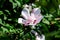 Double white flower of hibiscus syriacus, commonly known as Korean rose, rose of Sharon, Syrian ketmia, shrub althea or rose mallo