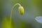 Double Windflower, Anemone nemorosa \\\'Vestal