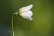 Double Windflower, Anemone nemorosa \\\'Vestal