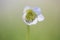 Double Windflower, Anemone nemorosa \\\'Vestal